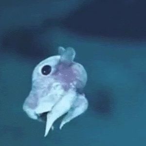 Meet your Posher, Theodore